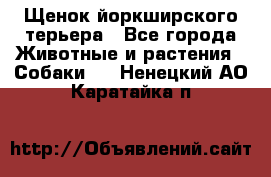 Щенок йоркширского терьера - Все города Животные и растения » Собаки   . Ненецкий АО,Каратайка п.